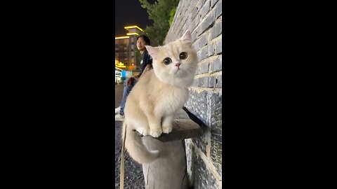 Cute Kitty