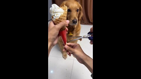 funny 🐶😅😅😂#funny #doggie #viral