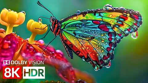 Crystal Clarity in 8K HDR Dolby Vision (60fps) | 8K Video Ultra HD