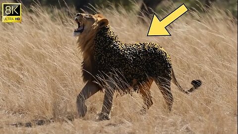 AI-Generated Rescue: Millions of Bees Swarm a Lion – Watch the Rescue!
