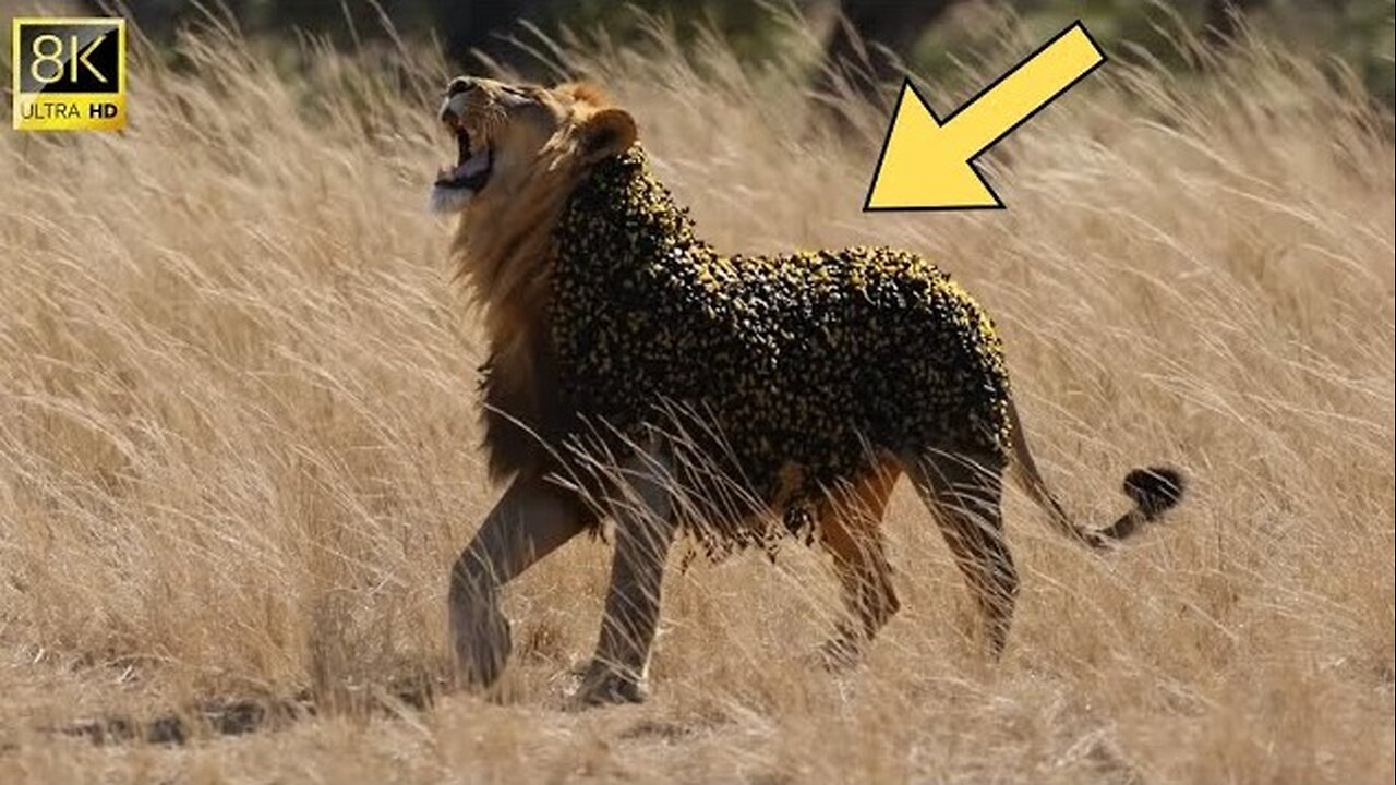 AI-Generated Rescue: Millions of Bees Swarm a Lion – Watch the Rescue!