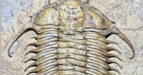 Fossils on FaceBook