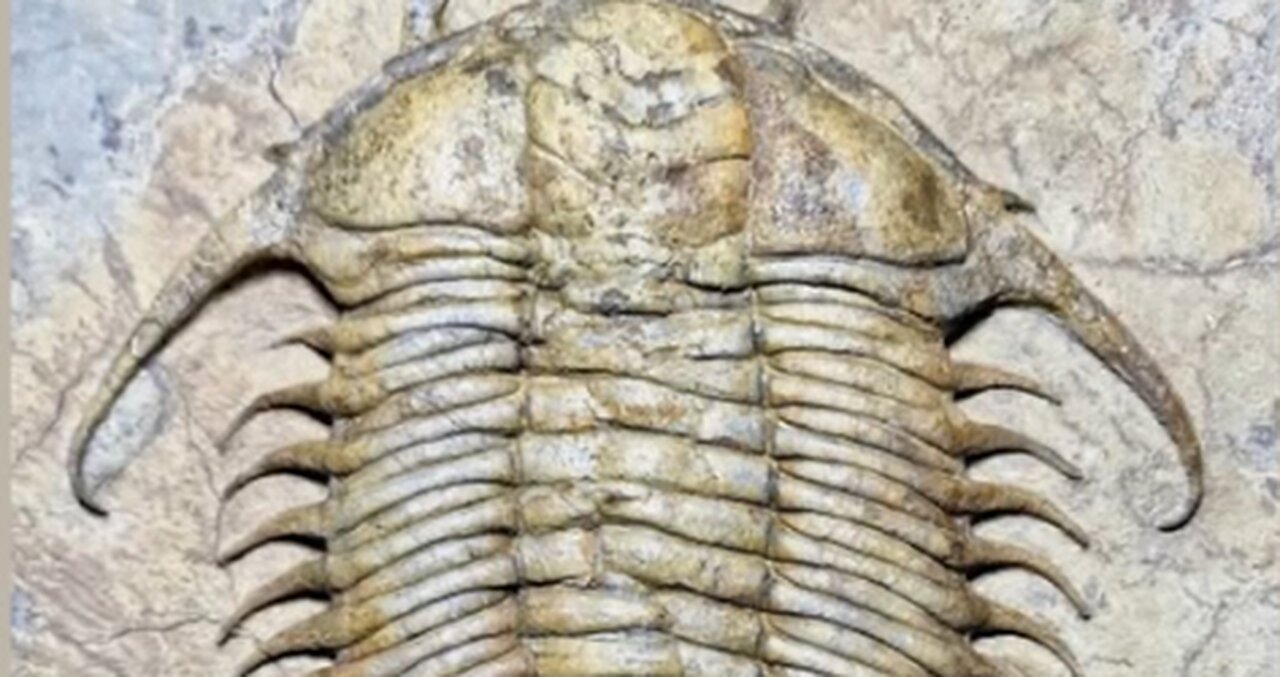 Fossils on FaceBook