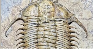 Fossils on FaceBook