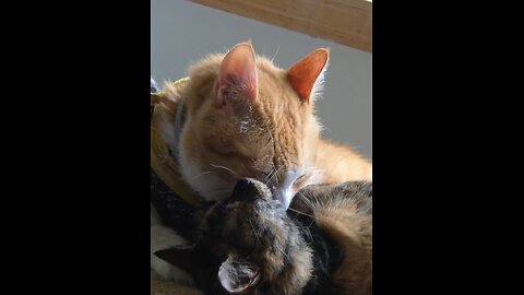 Sir Pineapple giving Rosie Mae a bath