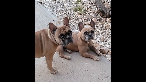 Live Walk #3 with Doopers and Mr. Buddy