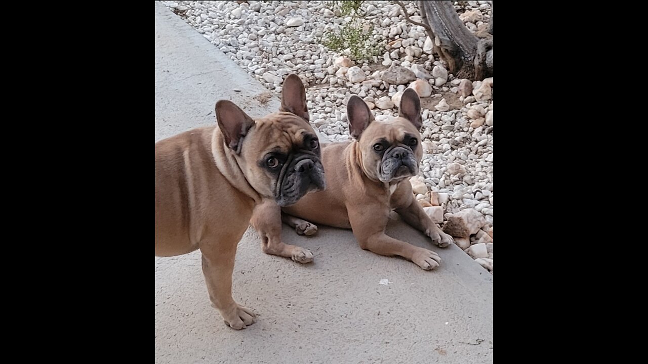 Live Walk #3 with Doopers and Mr. Buddy
