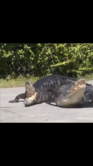 ALIGATOR VS CROCODILE🐊FIGHT OVER TERRITORY🚴🐊🏖️🏊📸 AT NATIONAL PARK IN FLORIDA🏊‍♀️🐊🏝️🐊💫
