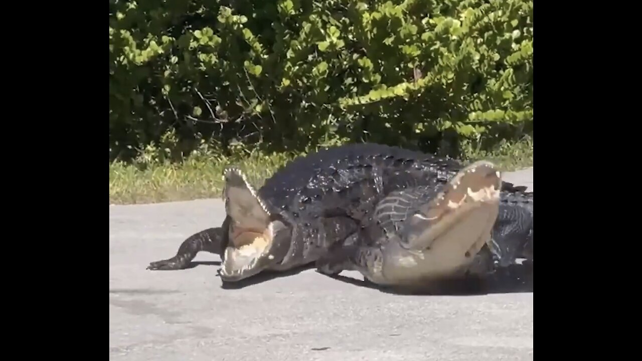 ALIGATOR VS CROCODILE🐊FIGHT OVER TERRITORY🚴🐊🏖️🏊📸 AT NATIONAL PARK IN FLORIDA🏊♀️🐊🏝️🐊💫