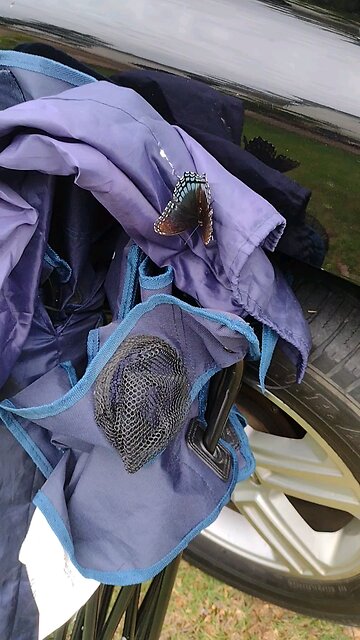 butterfly on a portable chair in Arkansas