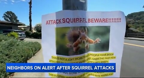 In Other News: Vicious Squirrel Attacking People on the Loose!