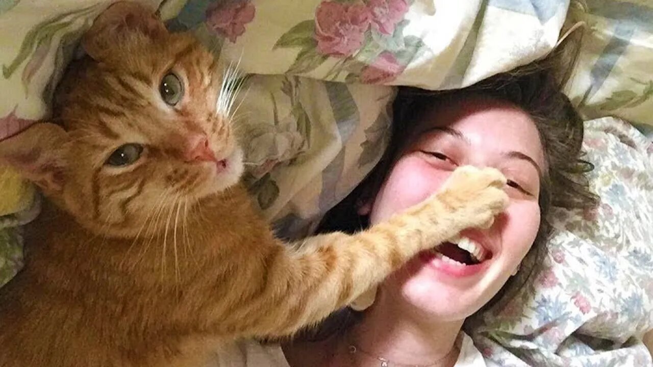 Cats Being JERKS! Cats annoying Owners by funny and cute action