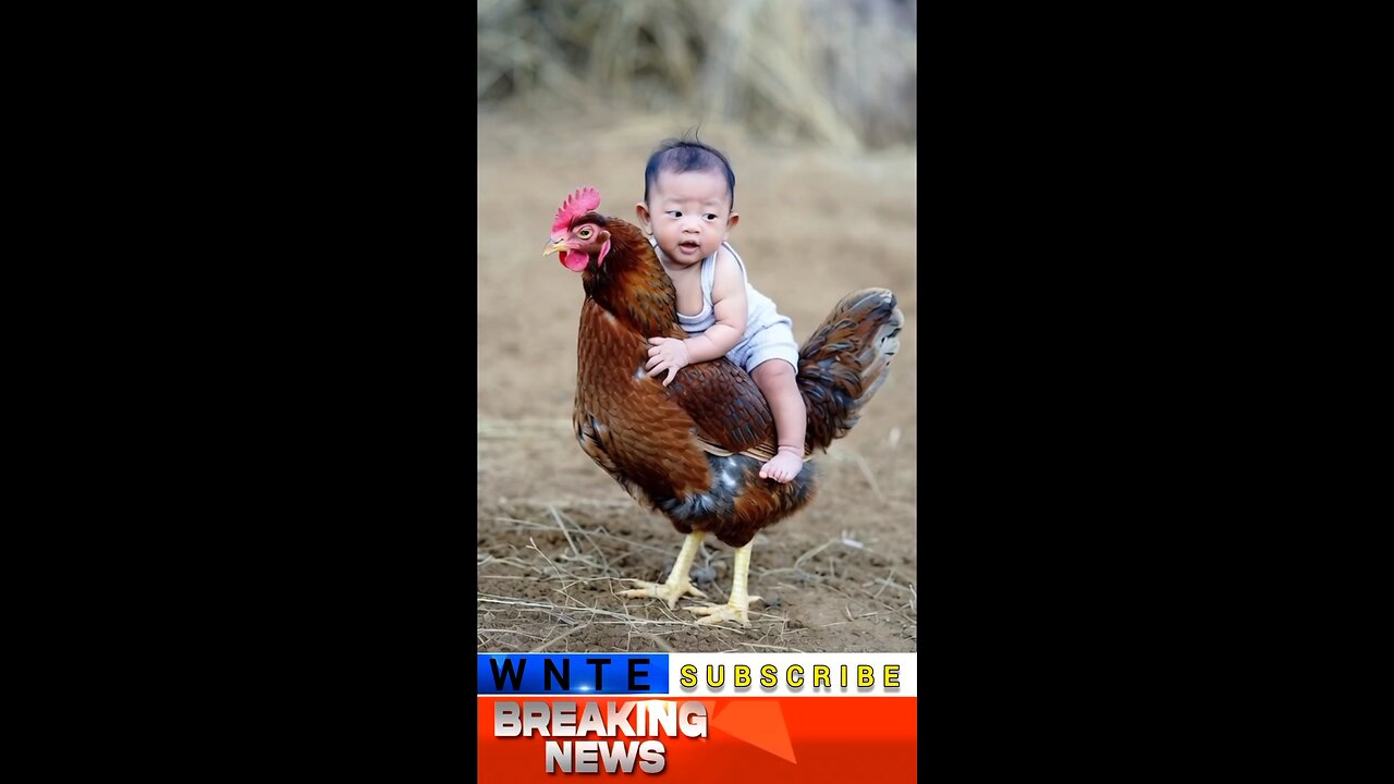 A child enjoys sitting on a chicken's back.