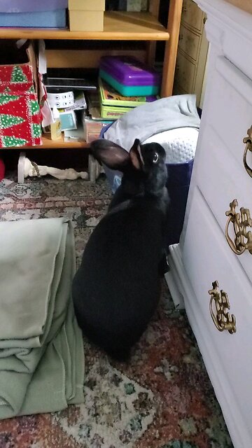 Bunnies being goofy in the bedroom