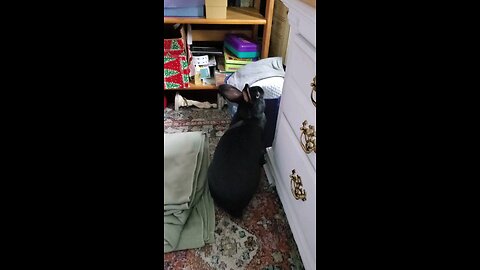 Bunnies being goofy in the bedroom
