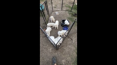 The Great Pyrenees puppies are growing up so quickly.