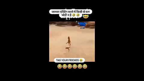 Funny Animal
