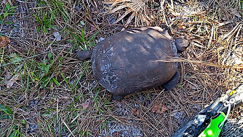 Halpaioke MTB Trails - Turtle Passing, Florida