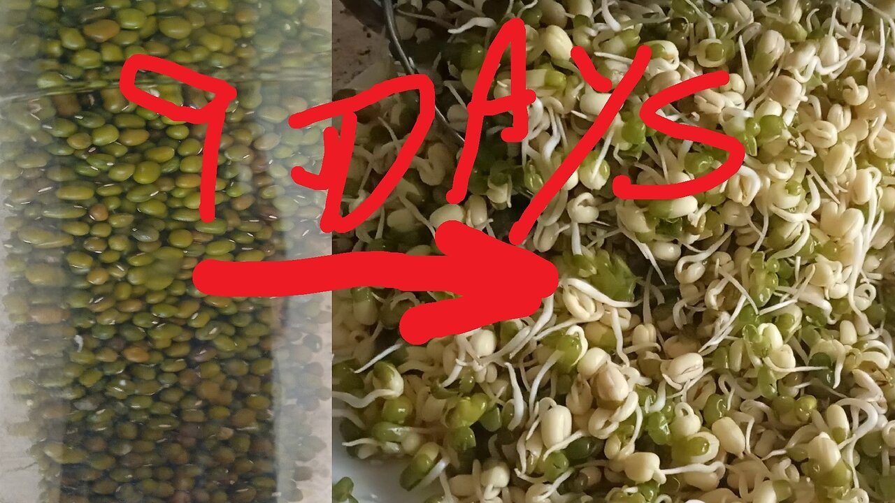 SPROUTING, mung beans , cheap healthy no