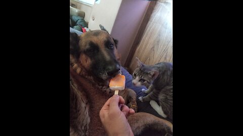 😸Furry-Friends🐕💪Working-Out🐾🐶