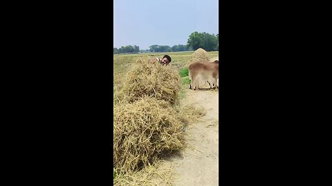 A man scrambled by cattle