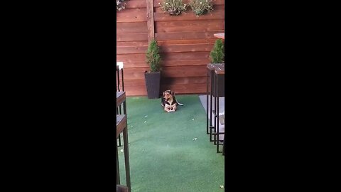 He just keeps scratching 🐕