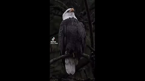 Patriots are watching