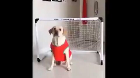 funny animals