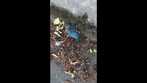 INJURED BIRD 🐦