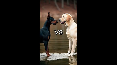 Rottweiler Puppy vs Pitbull puppy ( German Shepherd, Husky, Doberman, labrador retriever, Pointer).
