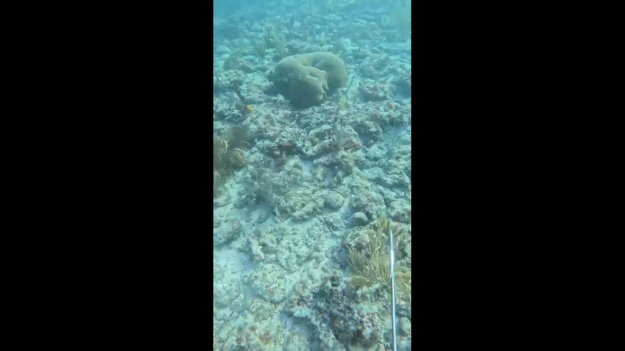 Giant Lobster