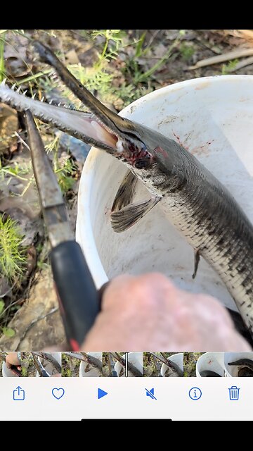 The nasty teeth of the gar fish!!!