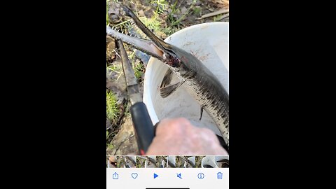 The nasty teeth of the gar fish!!!