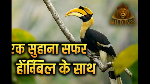 एक सुहाना सफर हॉर्नबिल के साथ। हिन्दी डॉक्यूमेंट्री
