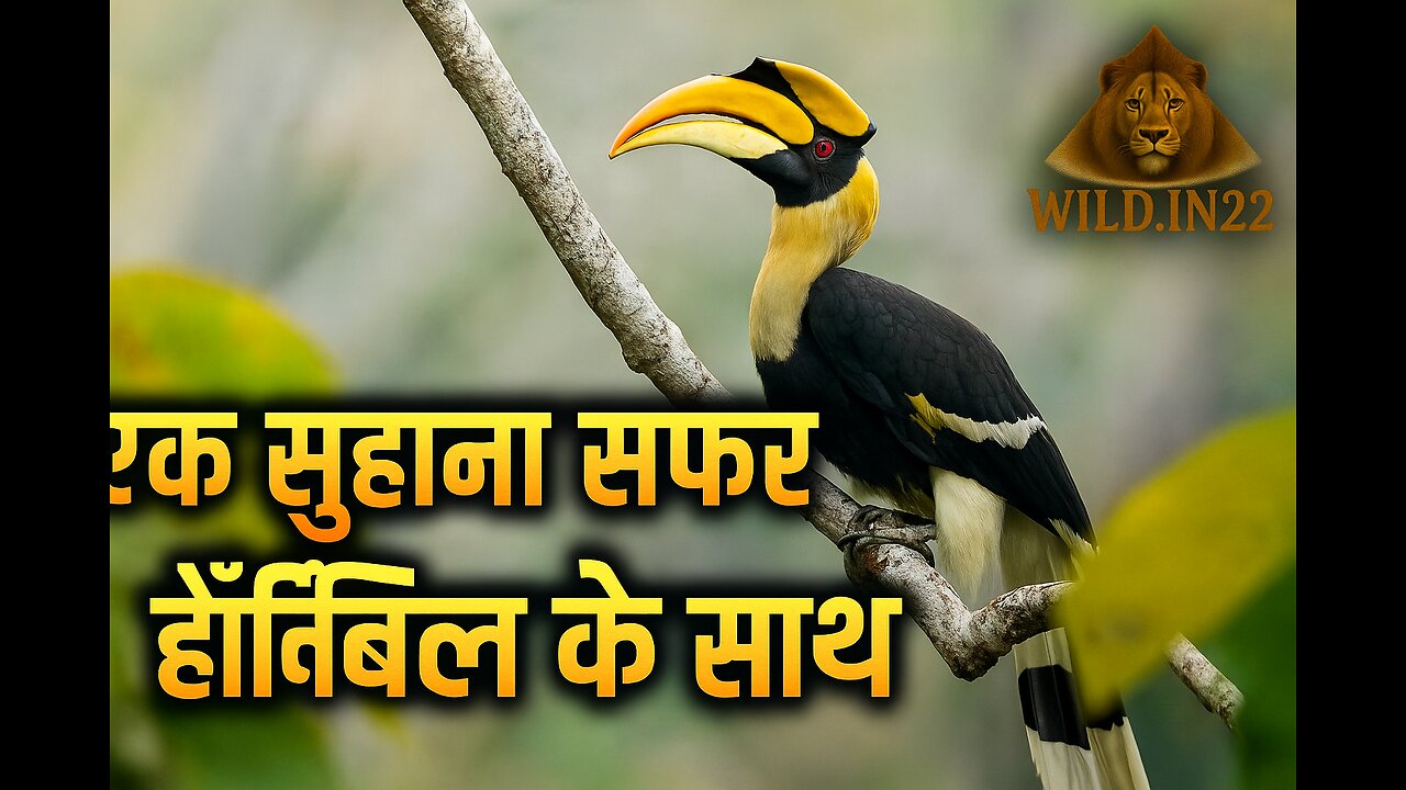 एक सुहाना सफर हॉर्नबिल के साथ। हिन्दी डॉक्यूमेंट्री