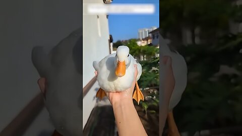 The dog brought home a duckle and left her next door to the house