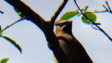 Cedar Waxwing