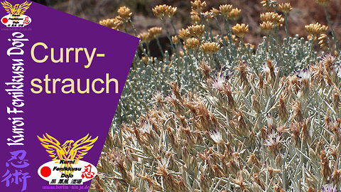 083 - Currystrauch