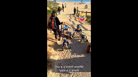 share the Joy as 6 disabled dog find new freedom at the beach 🤩🤩