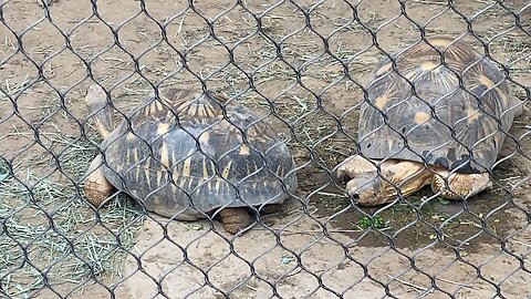 I’m Recording Radiated tortoise September 18 2025