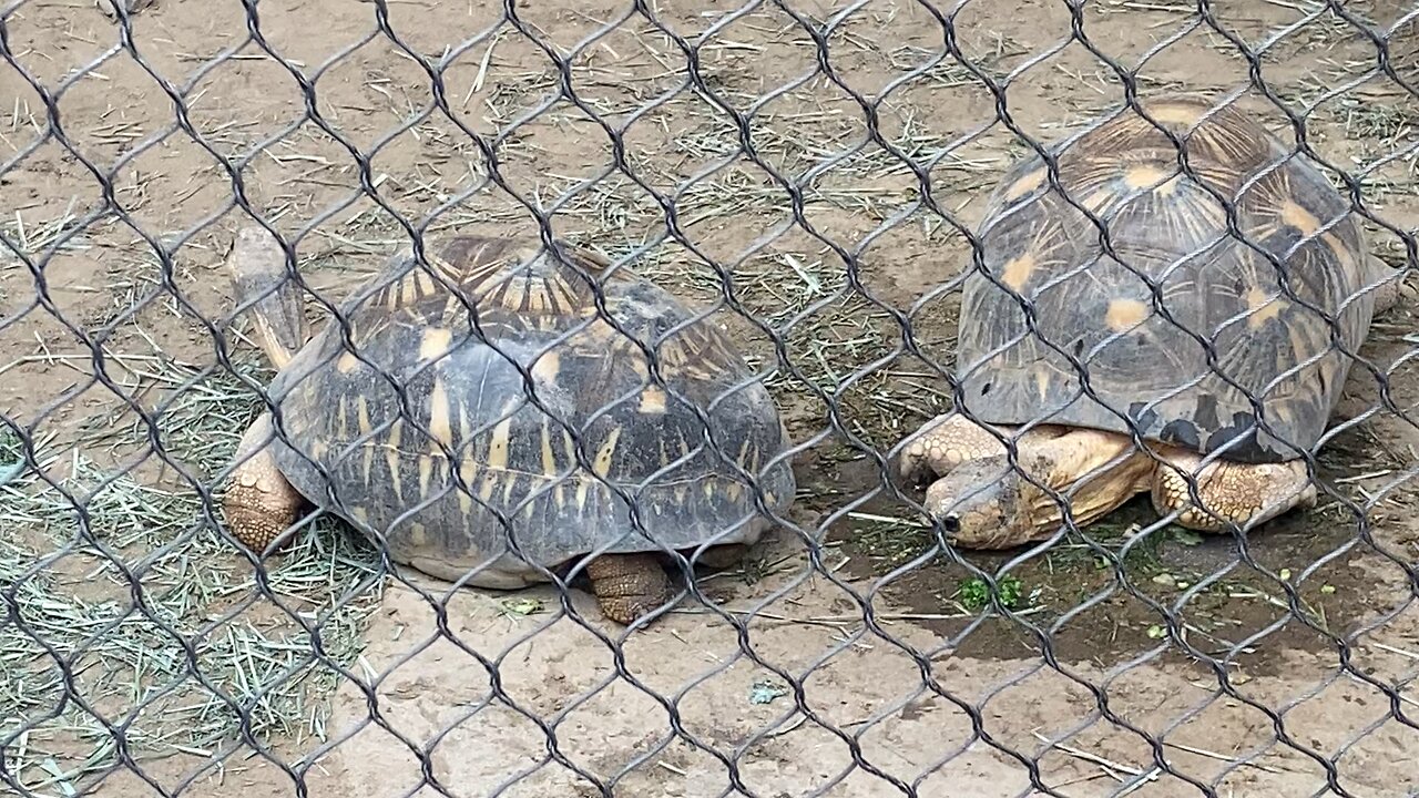 I’m Recording Radiated tortoise September 18 2025