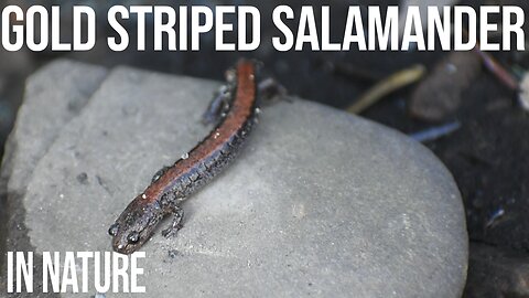 Gold Striped Salamander