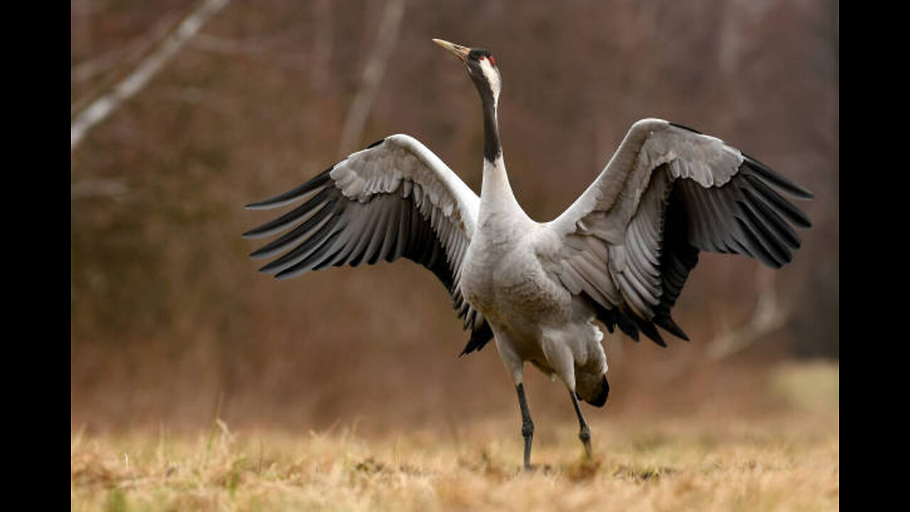 Cranes