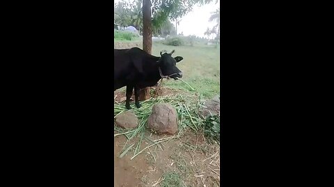 tamil video song