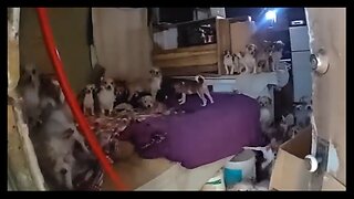 Can You Guess The HUGE Number Of Dogs This Guy Had In His House?