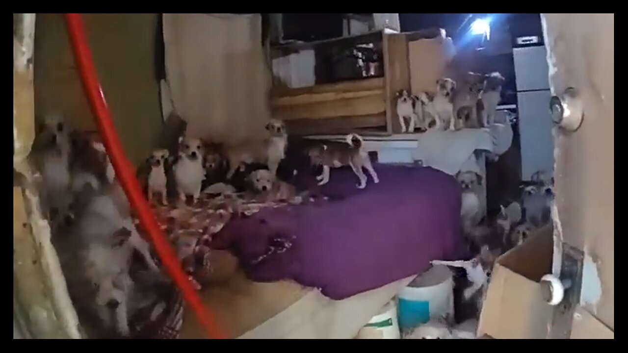 Can You Guess The HUGE Number Of Dogs This Guy Had In His House?