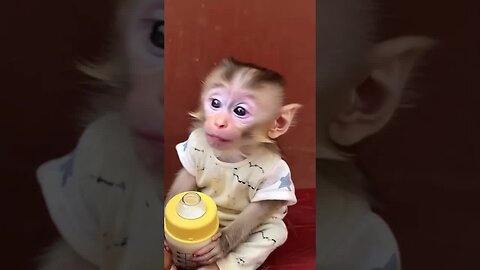 Monkey see, monkey smile—spread happiness everywhere! 😊🐒