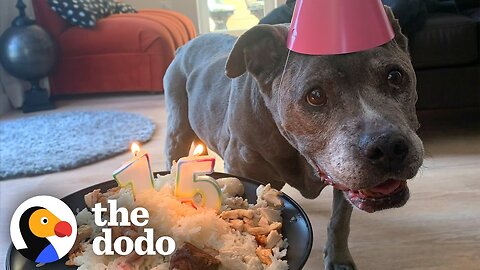 Senior Pittie Teaches Her Mom Everything She Needs To Know | The Dodo