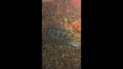 carrot and East hermann tortoise