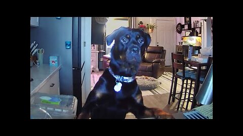 AFV s Funniest Dogs! 🐶 Best Puppy Fails